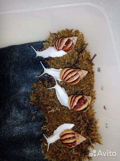 Улитки ахатины