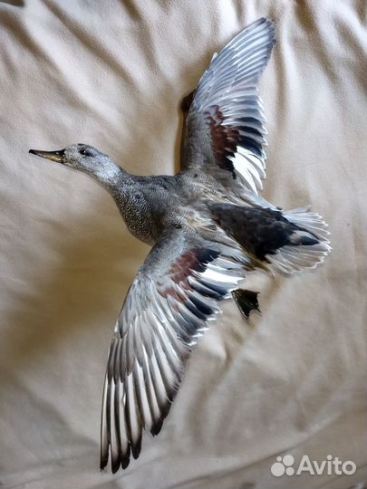 Чучело селезня серой утки