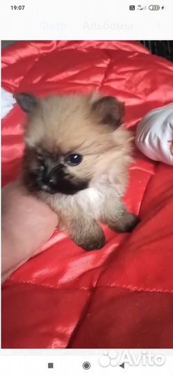 Щеночек русской салонной собачки