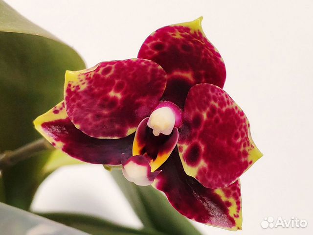 Орхидея фаленопсис Mituo Reflex арома Бронь