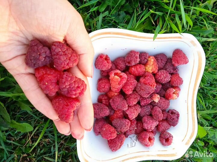 Разные саженцы