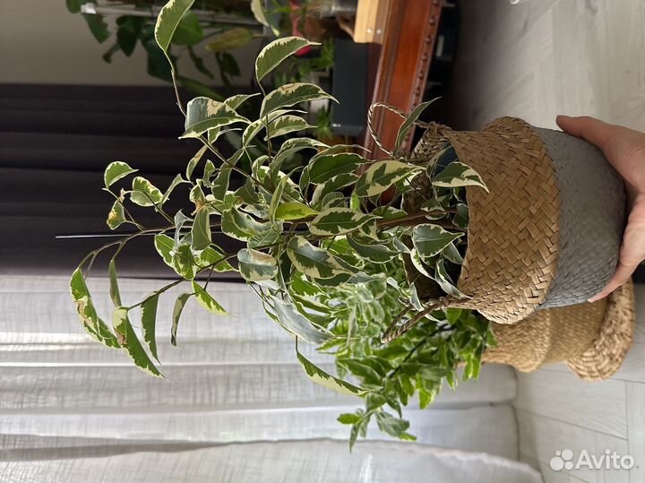 Фикус саманта