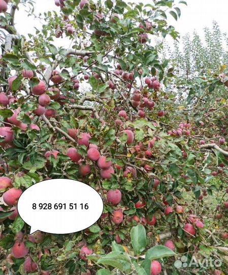 Яблоки флорина