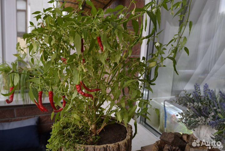 Перец Pepper Семенами