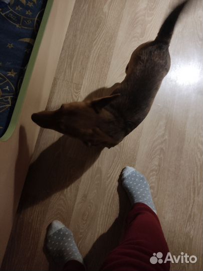 Обычный щенок