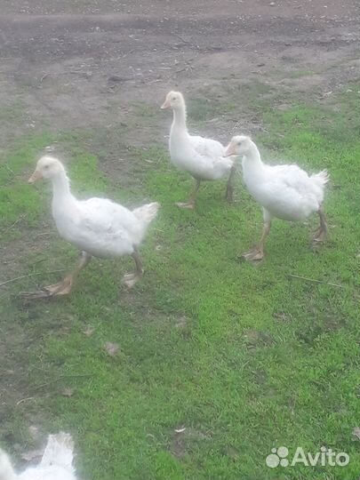 Гуси гусята