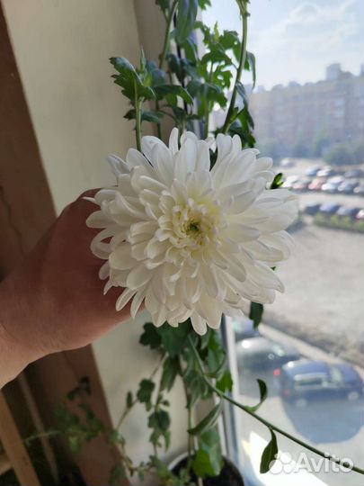 Хризантема