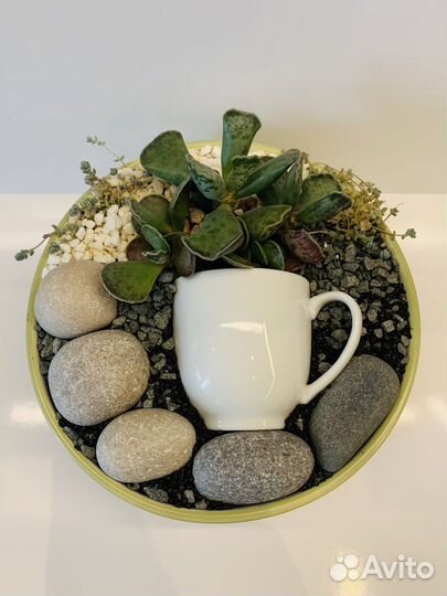 Минисад из суккулентов