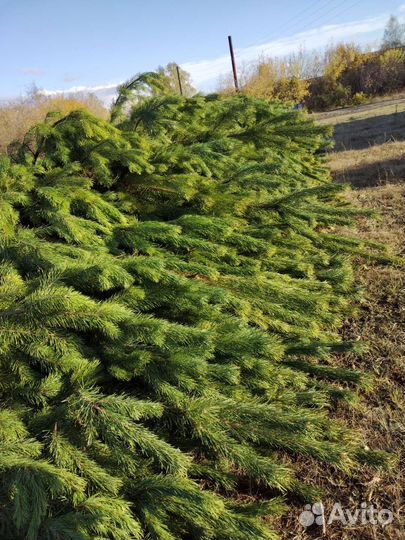 Сосна новогодняя ёлка
