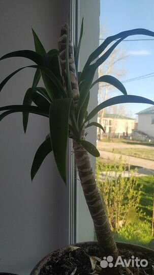 Домашнее растение юкка с отростками взросла