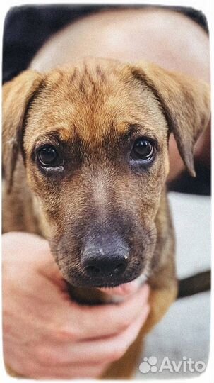 Подарите дом девочке-стерилизована. 5-6 мес