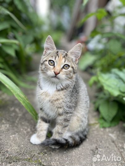 Милые котята ищут добрых хозяев
