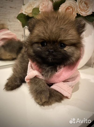 Красивые щенки померанского шпица