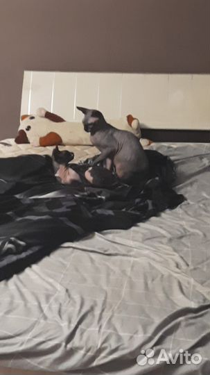 Канадский сфинкс котенок