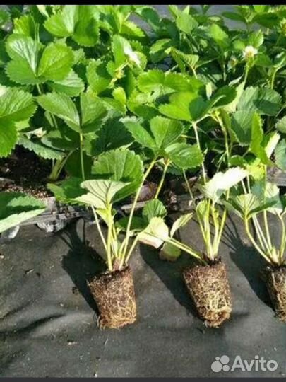 Рассада клубники джоли