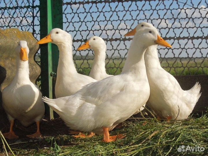 Утка SK-6 Орвия