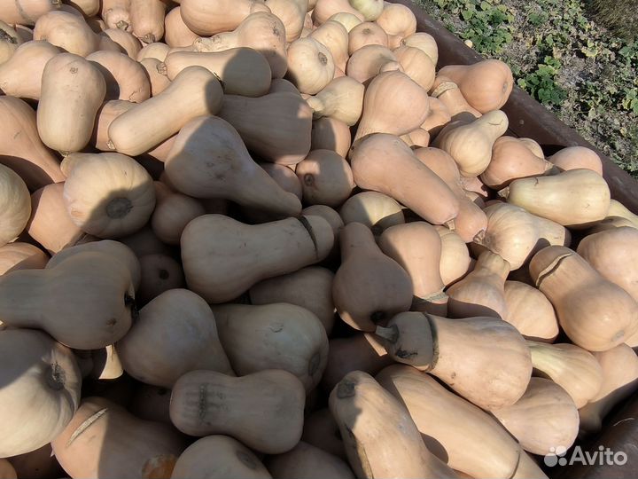 Продам тыкву