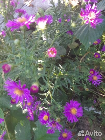 Астра осенняя