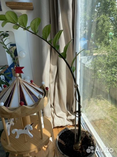 Замиокулькас