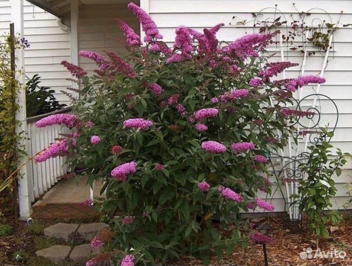 Будлея розовая