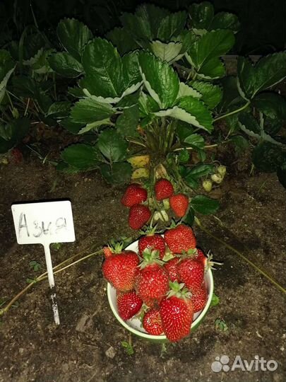 Питомник реализует саженцы элитной клубники землян