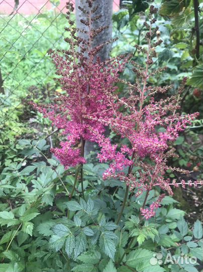 Ромашка и др.мног