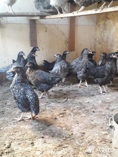 Куры молодки несушки