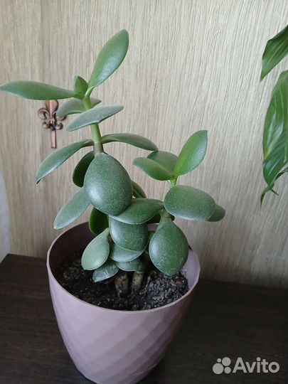 Комнатные растения цветы