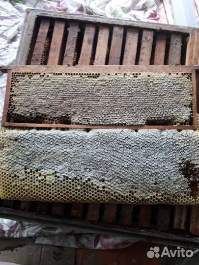 Продам пчелосемьи