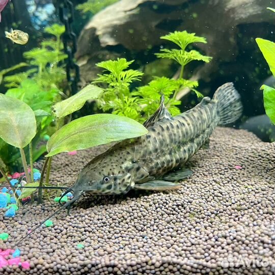 Сомы таракатумы