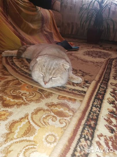Кот Шотландский вислоухий