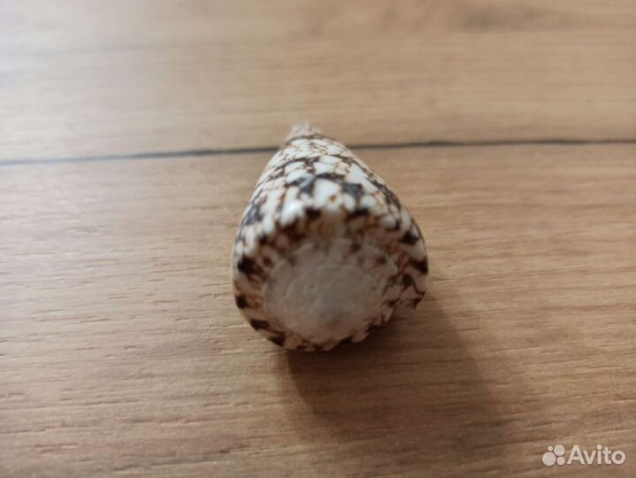 Морская раковина