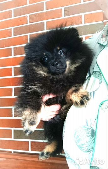 Шпиц мальчик