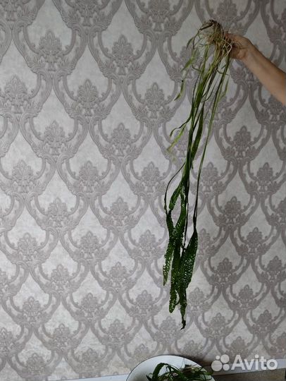 Валиснерия
