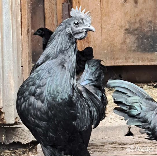 Петух Аям Цемани