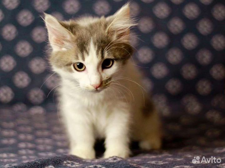 Котенок в добрые руки