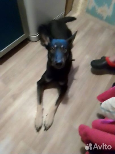 Отдам собаку