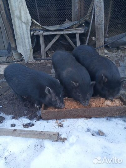 Вьетнамские вислобрюхие свиньи