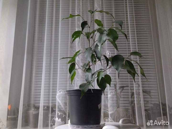 Фикус бенджамина