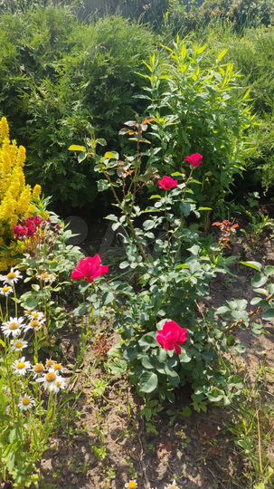 Участок 3 сот. (ИЖС)