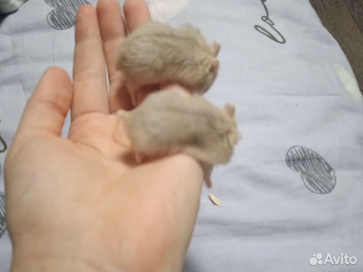 Джунгарский хомяк