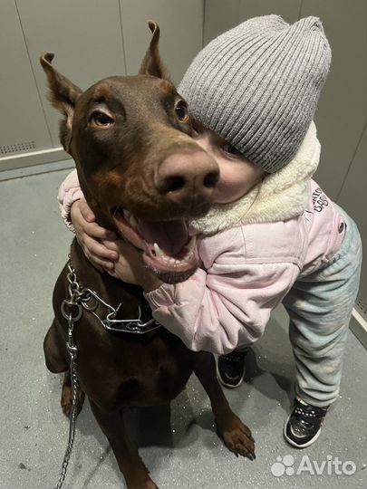 Щенки Добермана