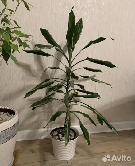 Драцена фрагранс