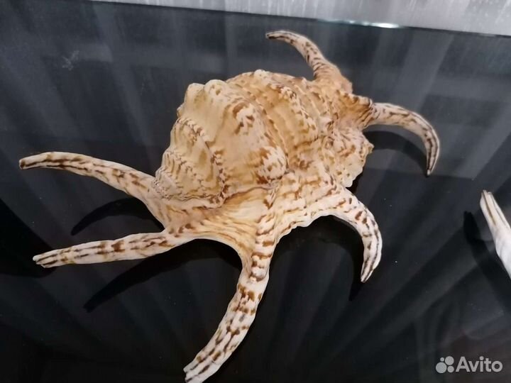 Ракушки Ламбис Ширагра