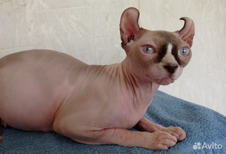 Ищем котика для вязки