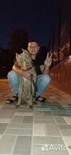 Кобель питбуля вязка