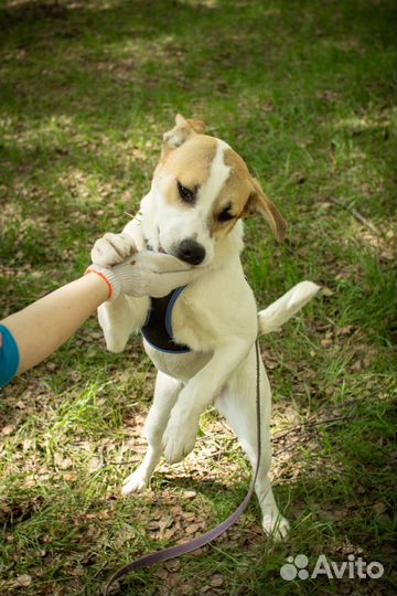 Девочка, 8 мес, в добрые руки