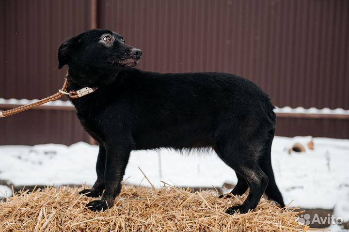 Собака в дар