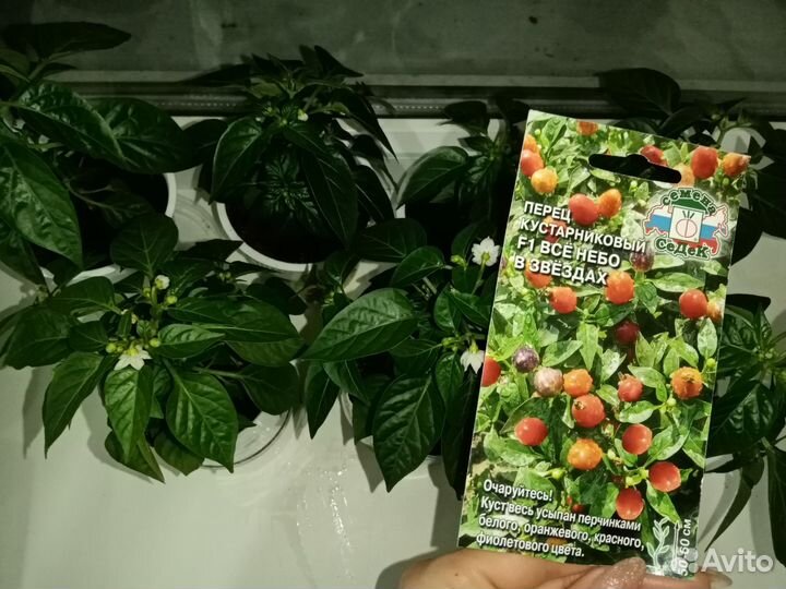 Перец острый 