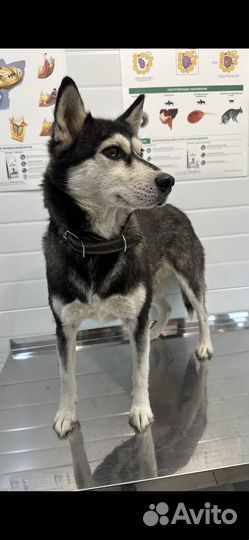 Сибирский хаски